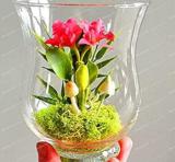 100PCS Mini Seed Orchid Seeds - Rose Red Flowers
