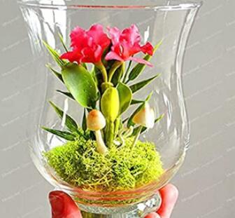 100PCS Mini Seed Orchid Seeds - Rose Red Flowers