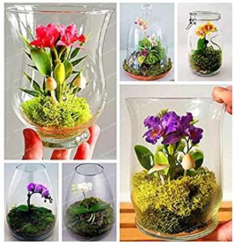 100PCS Mini Orchid Seeds - Mixed Rose Red Purple Orange White Flowers