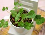 200PCS Four Leaf Clover Seeds - Green Colors