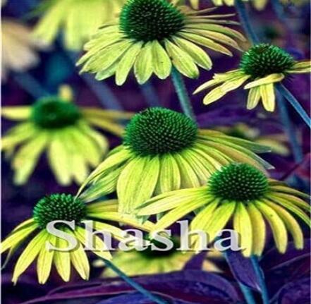 200PCS Echinacea Purpurea Seeds - Apple Green Big Flowers