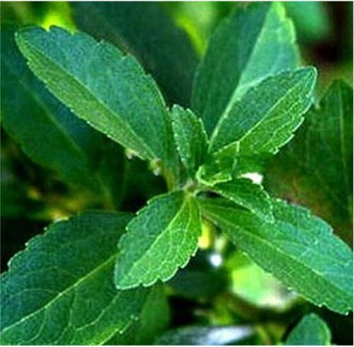 100PCS Vanilla Stevia Seeds - Green Color