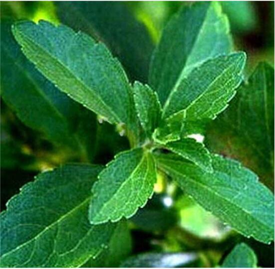 100PCS Vanilla Stevia Seeds - Green Color