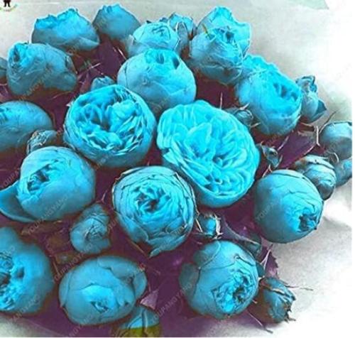 10PCS Paeonia Lactiflora Seeds - Sky Blue Double Flowers