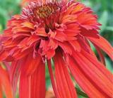 200PCS Rare 'Hot Papaya' Echinacea Seeds fire hot double petals with orange head coneflower