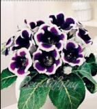 100PCS Gloxinia Seeds - 2 Colors Available