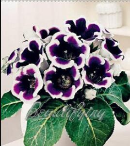 100PCS Gloxinia Seeds - 2 Colors Available