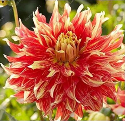 100PCS Dahlia Flower Seeds - Goldenish Red Double Flowers
