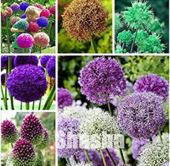 100PCS Giant Allium Giganteum Seeds - Mixed 6 Colors