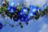 100PCS Petunia Flower Seeds - 5 Colors Available