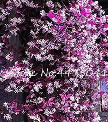 20PCS Climbing Jasmine Flower Seeds - Purple White Flowers