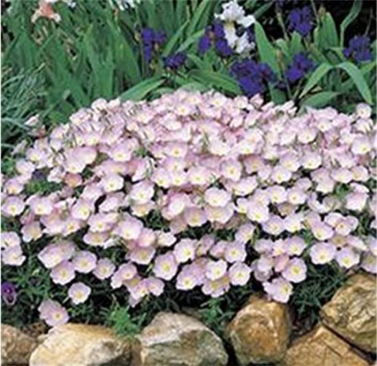 100PCS Evening Primrose Seeds - 4 Colors Available