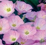 100PCS Evening Primrose Seeds - 4 Colors Available