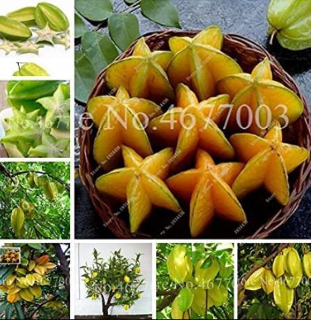 50PCS Carambola Seeds - 2 Types Available