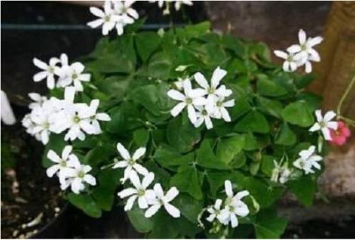 1 Bulb Oxalis Green Shamrock White Flowers