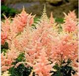 100PCS Rare Astilbe 'Peach Blossom' Astilbe Japonica Seeds - Light Pink Color