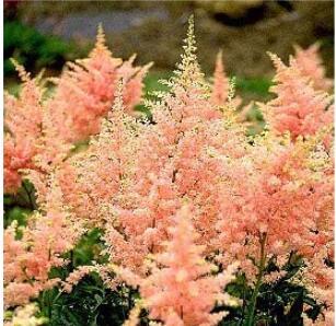100PCS Rare Astilbe 'Peach Blossom' Astilbe Japonica Seeds - Light Pink Color
