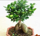 20PCS Banyan Tree Seed Ficus Ginseng