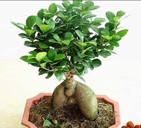 20PCS Banyan Tree Seed Ficus Ginseng