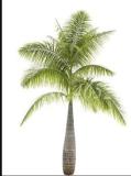 20PCS Bottle Palm Seeds - Green Color