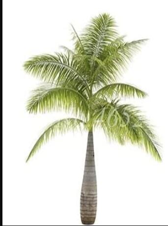 20PCS Bottle Palm Seeds - Green Color