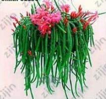 100PCS Hanging Sedum Seeds