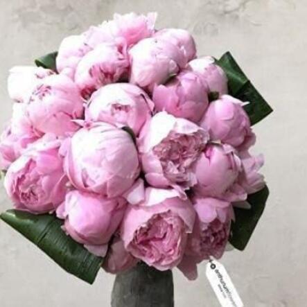 10PCS Chinese Peony Seeds - Light Pink Ball Flowers