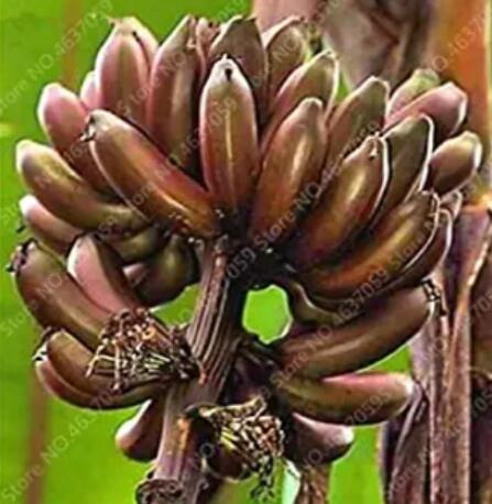 100PCS Dwarf Banana Seed - Greenish Red Skin