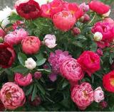 10PCS Rare Chinese Peony Seeds - 2 Colors Available