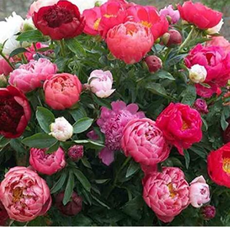 10PCS Rare Chinese Peony Seeds - 2 Colors Available