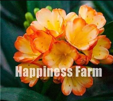 100PCS Clivia Seeds - Redish Orange Flowers