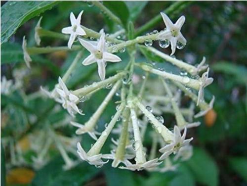 20PCS CESTRUM NOCTURNUM Seeds Night Blooming Jasmine White Flowers