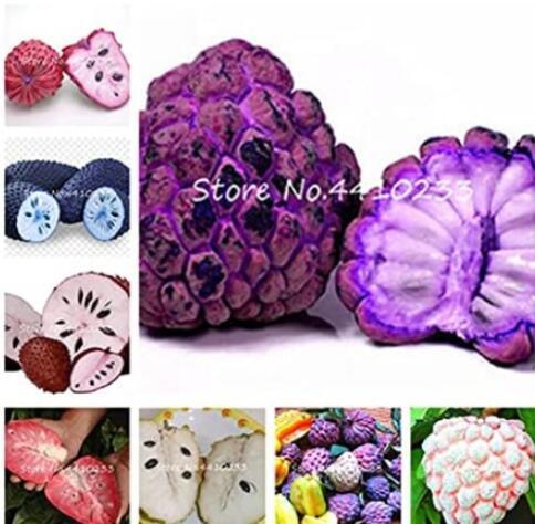 20PCS Graviola Annona Muricata Sweetsop Delicious Fruit Seeds - Mixed