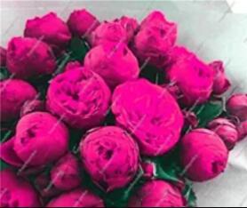 10PCS Chinese Peony Tree Seed - Rose Pink Double Flowers
