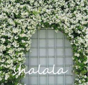 10PCS Trachelospermum Jasminoides Flower Seeds - White Flowers