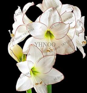 100PCS Gorgeous Clivia Flower Seeds Kaffir Lily - White Flowers with Coffee Thin Edge