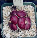 100PCS Ball Conophytum vanzylii Lithop Seeds