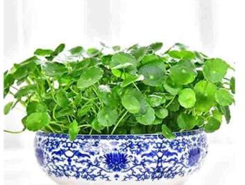 100PCS Hydrocotyle Vulgaris Seeds