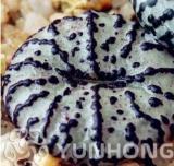 100PCS Ball Conophytum vanzylii Lithop Seeds