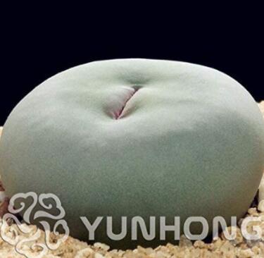 100PCS Ball Conophytum vanzylii Lithop Seeds