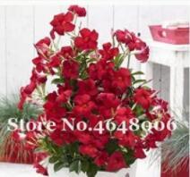 200PCS Climbing Mandevilla Sanderi Dipladenia sanderi Seeds - Dark Red Flowers