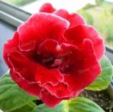 100PCS Gloxinia Plants Seeds 3 Colors Available
