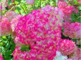 20PCS 'Vanilla Strawberry' Hydrangea Flower Seeds
