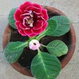 100PCS Gloxinia Plants Seeds 3 Colors Available