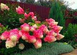 20PCS 'Vanilla Strawberry' Hydrangea Flower Seeds