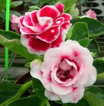 100PCS Gloxinia Plants Seeds 3 Colors Available