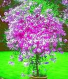 100PCS Plumbago Auriculata Bonsai Seeds - Purple White Flowers