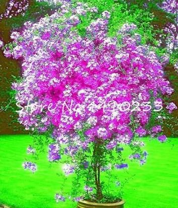 100PCS Plumbago Auriculata Bonsai Seeds - Purple White Flowers