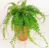 100PCS Adiantum Capillus Maidenhair Fern Seeds