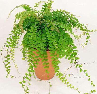 100PCS Adiantum Capillus Maidenhair Fern Seeds